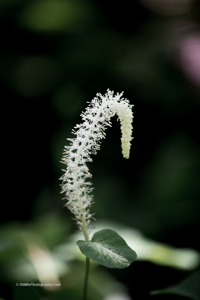 DSC_4471_7206-2.jpg