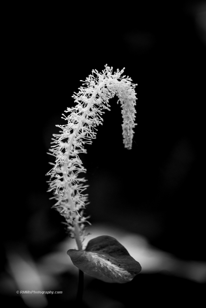 DSC_4471_7206.jpg