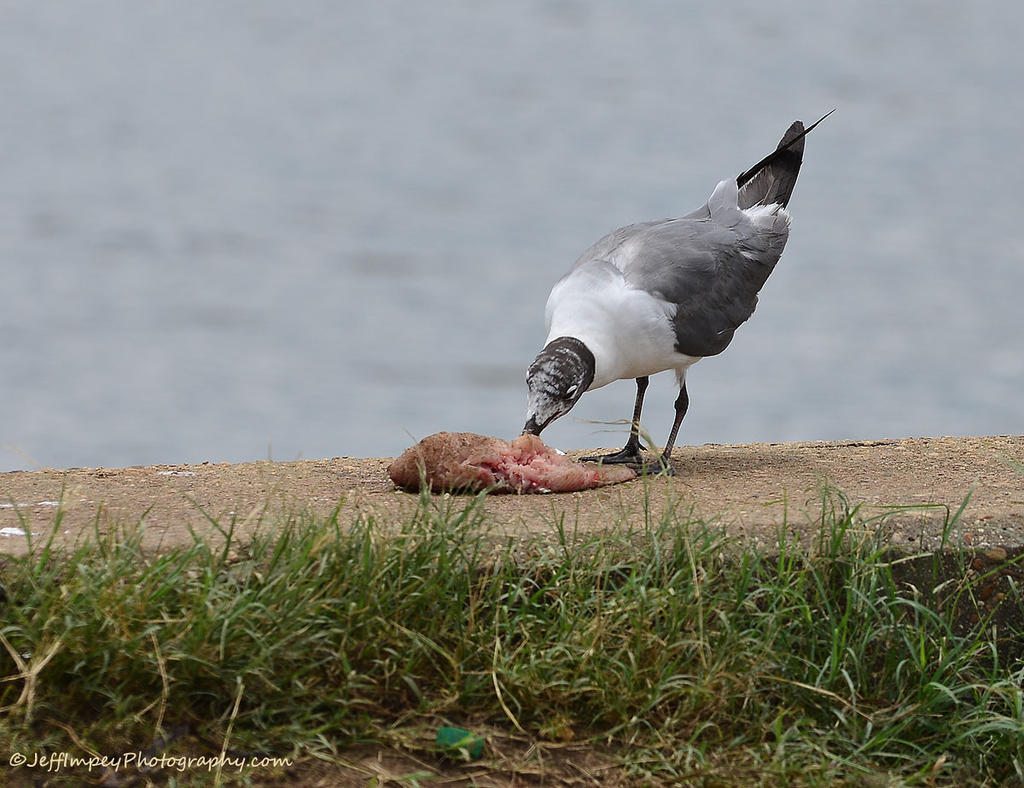 DSC_4472.jpg