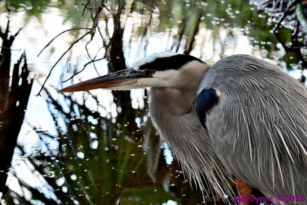 DSC_4472_001.JPG