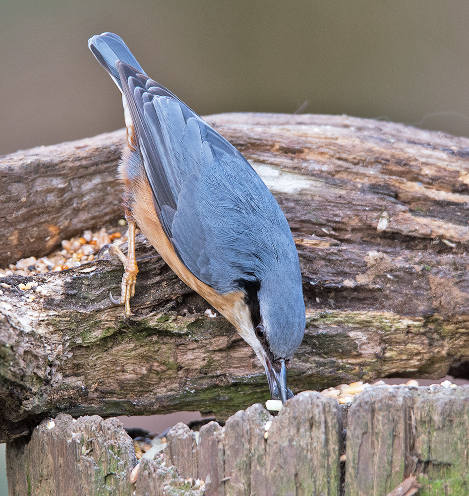 DSC_4473.jpg