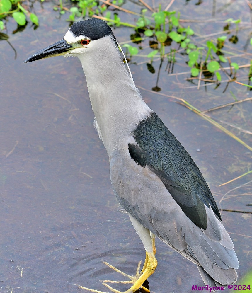 DSC_4473_stitch5_001.JPG