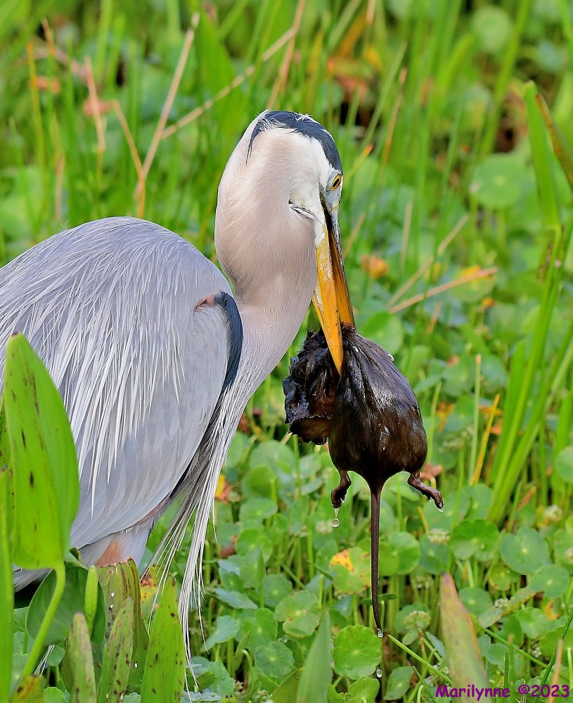 DSC_4474_001.JPG