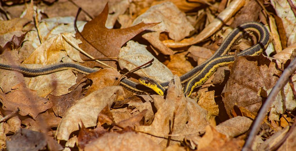 DSC_4475.jpg