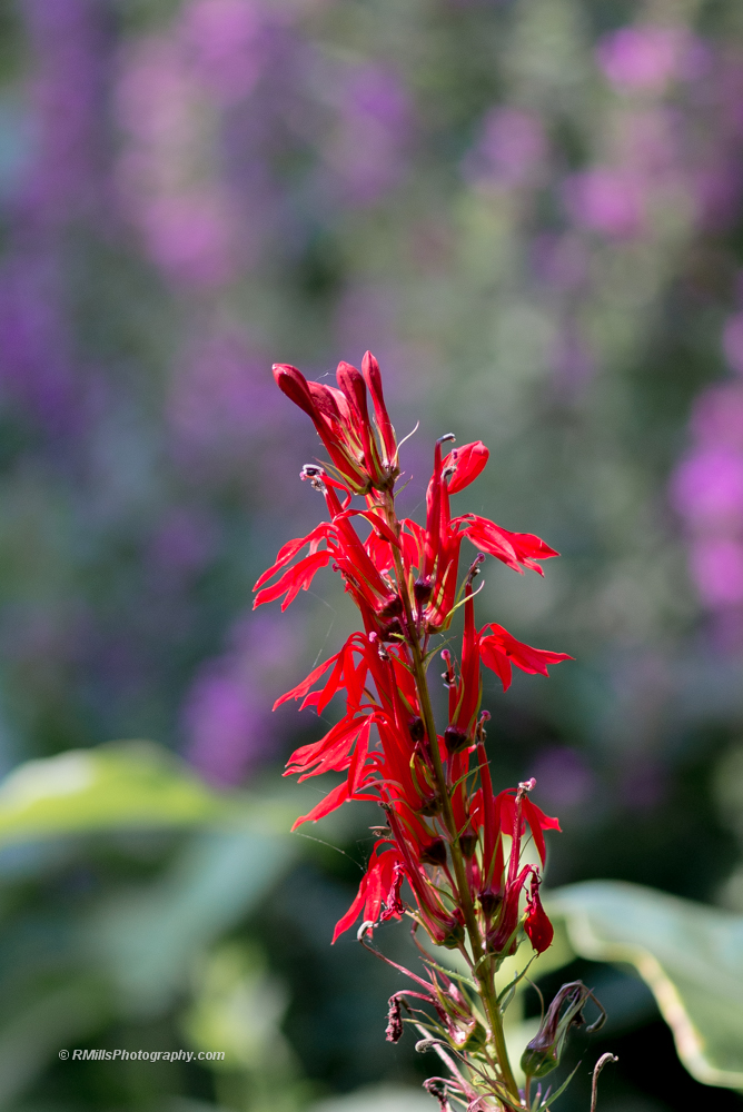 DSC_4475_7209.jpg