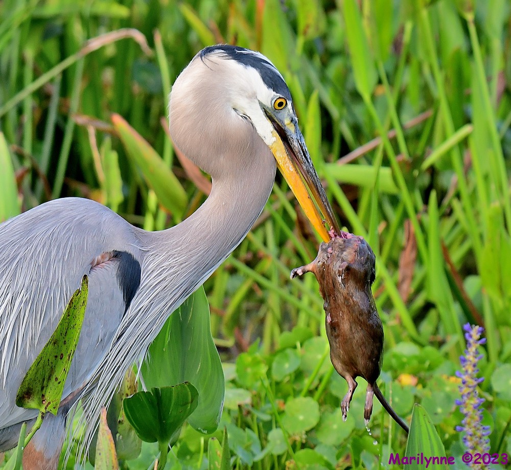 DSC_4476_001.JPG