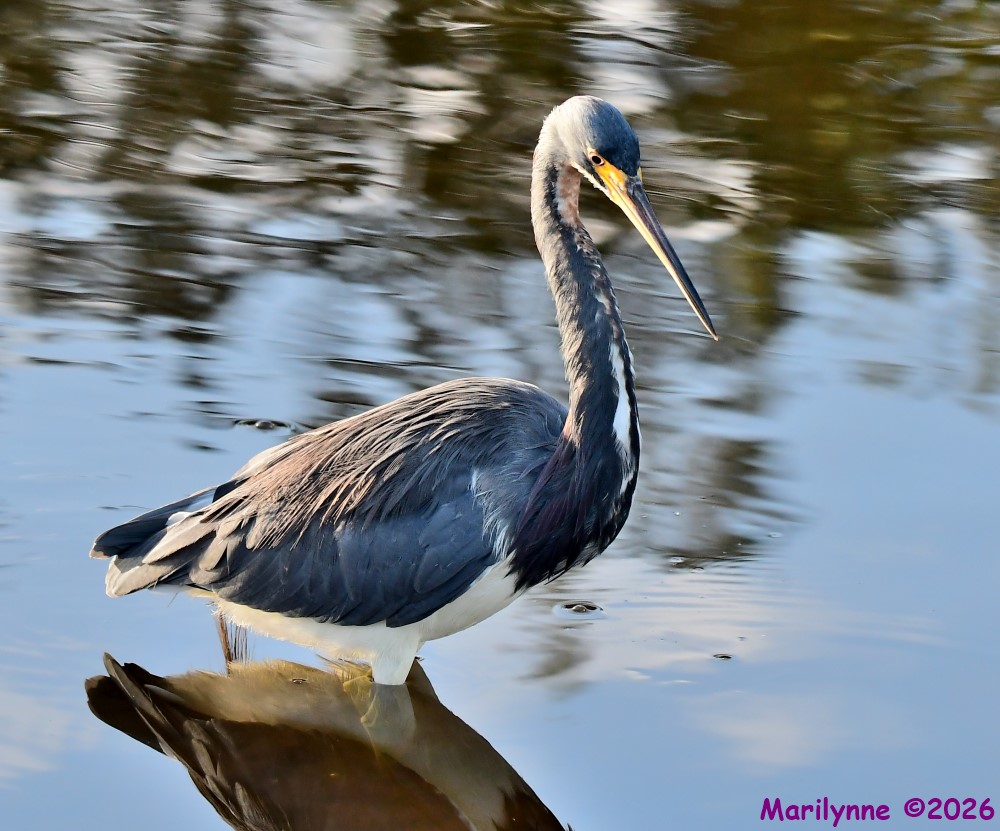 DSC_4476_001.JPG