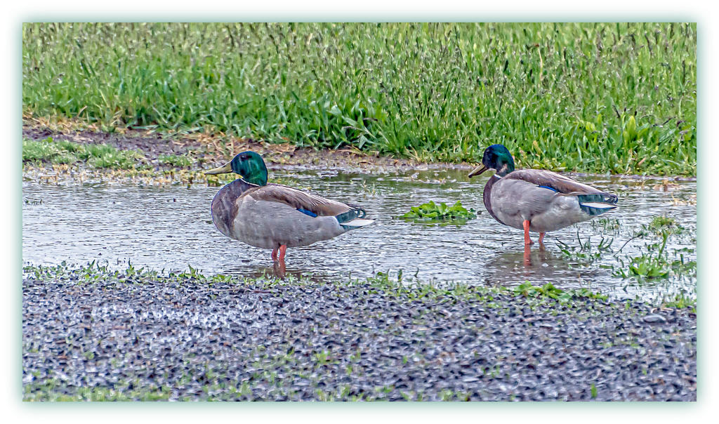 DSC_4479-Edit.jpg