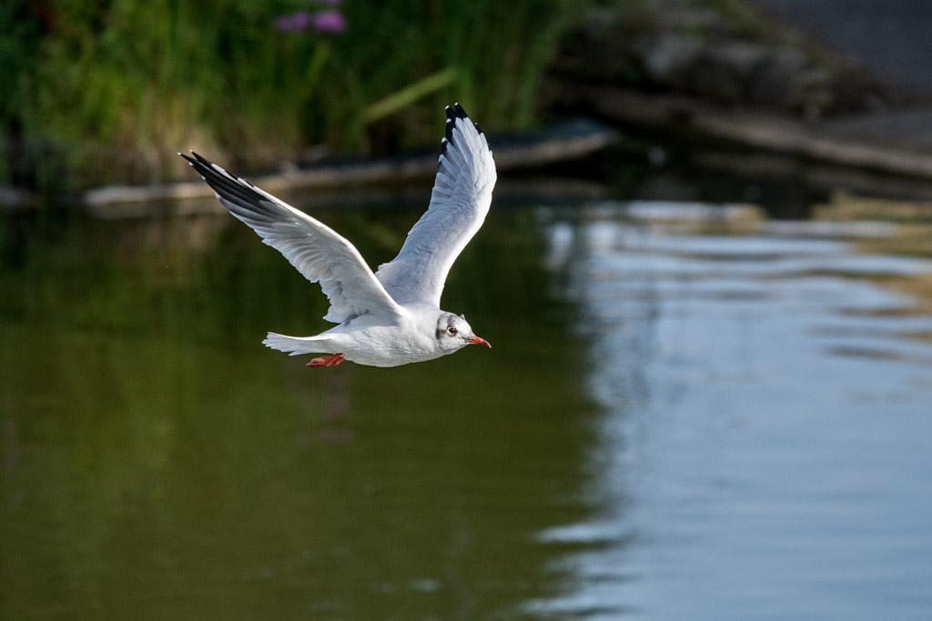DSC_4479.jpg