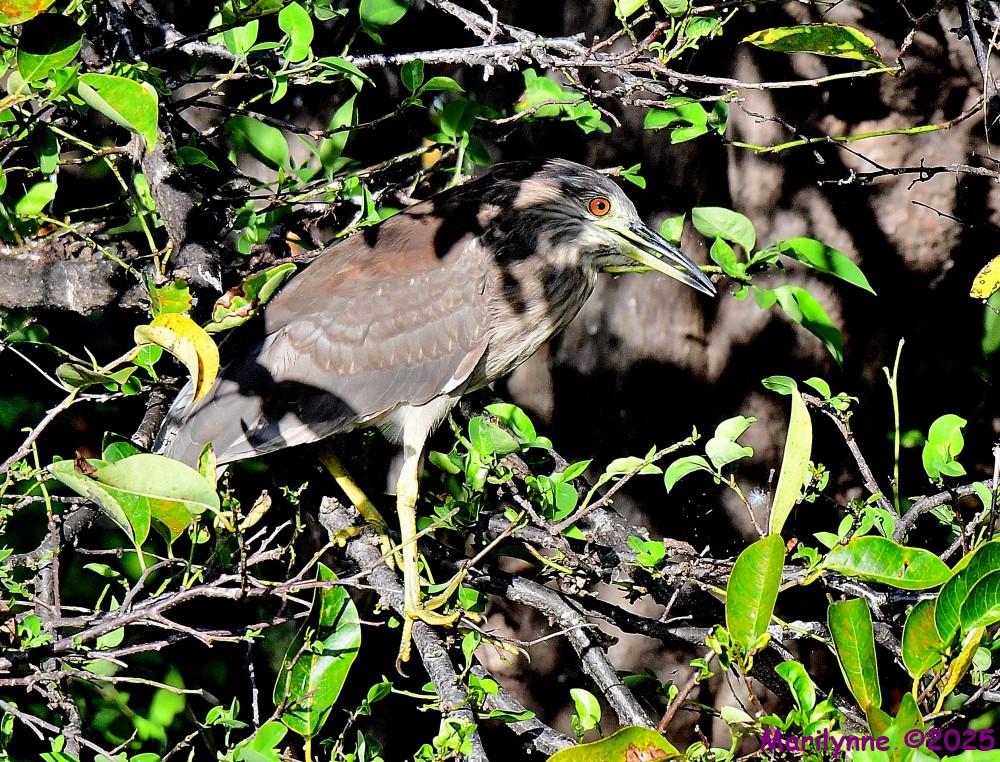 DSC_4481_001.JPG
