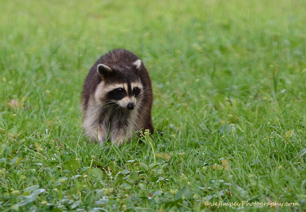DSC_4483.jpg