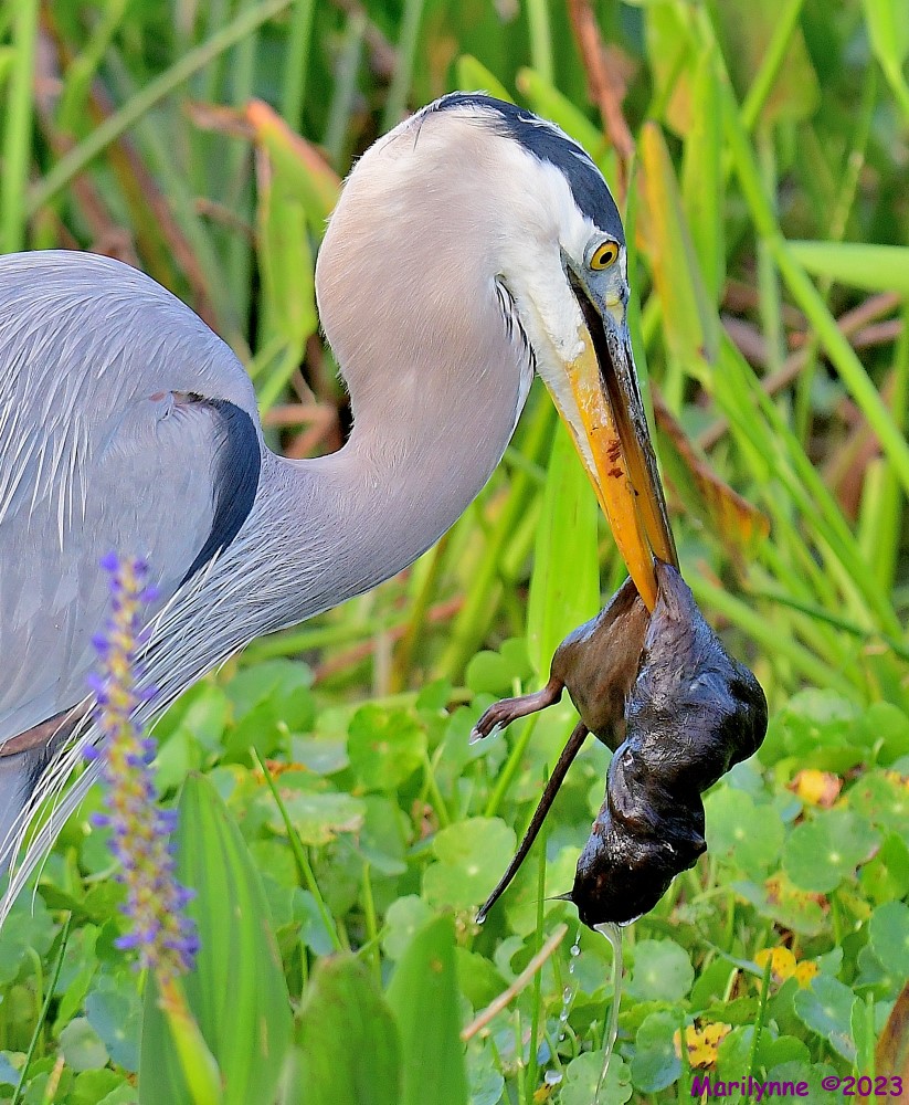 DSC_4483_001.JPG