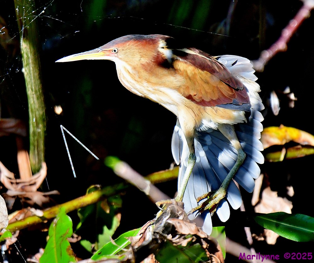 DSC_4483_001.JPG