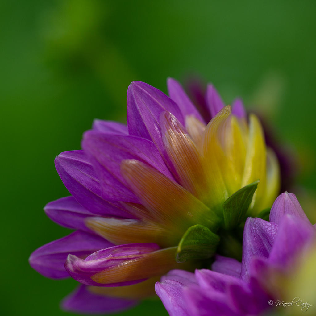 DSC_4485.jpg