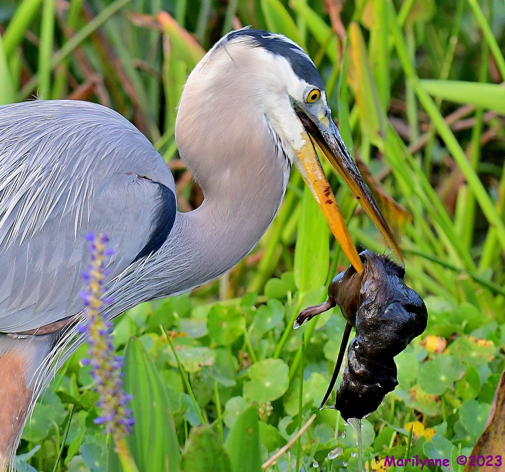 DSC_4485_001.JPG