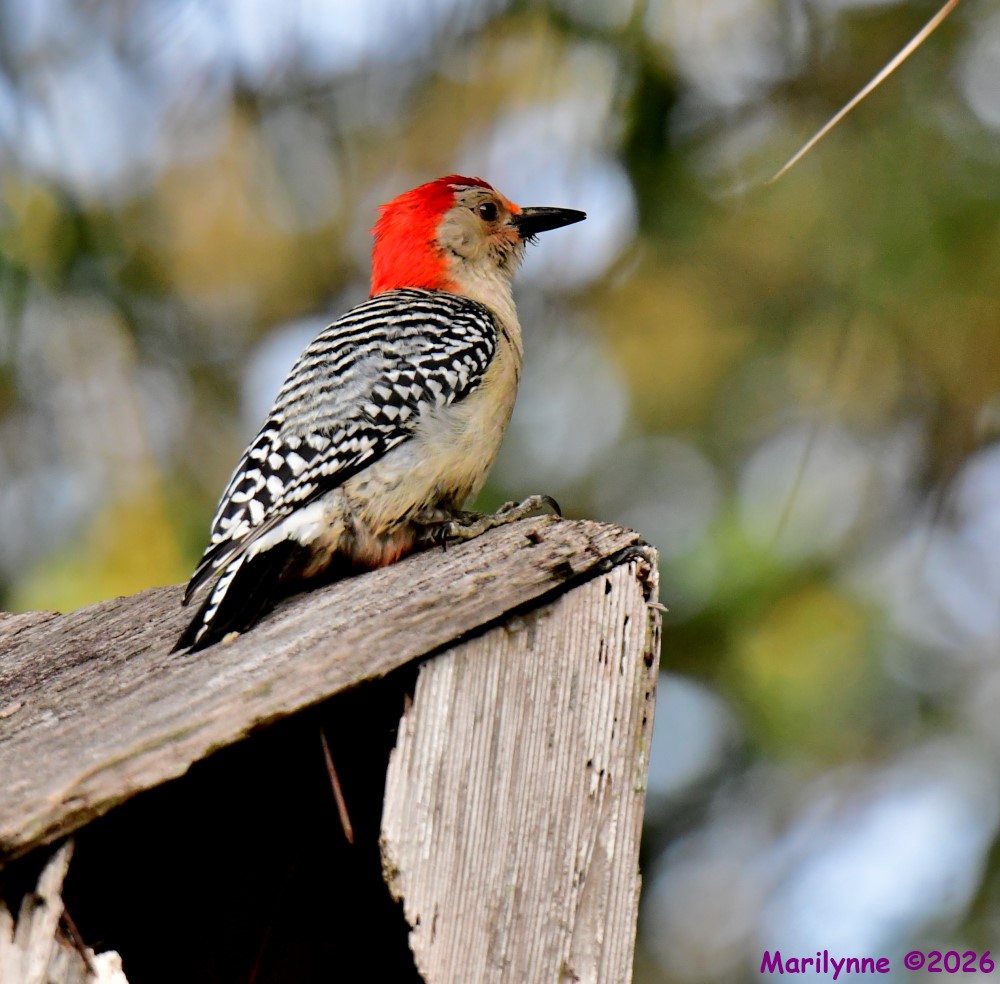 DSC_4487_001.JPG