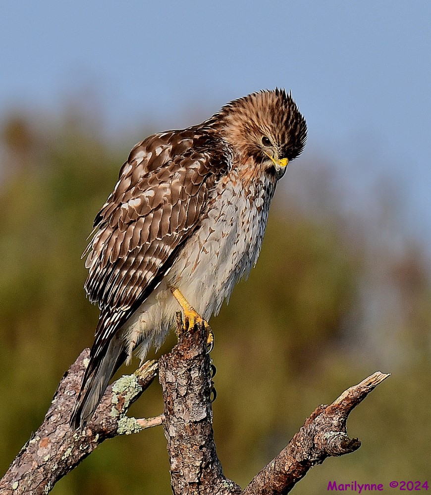 DSC_4488_001.JPG