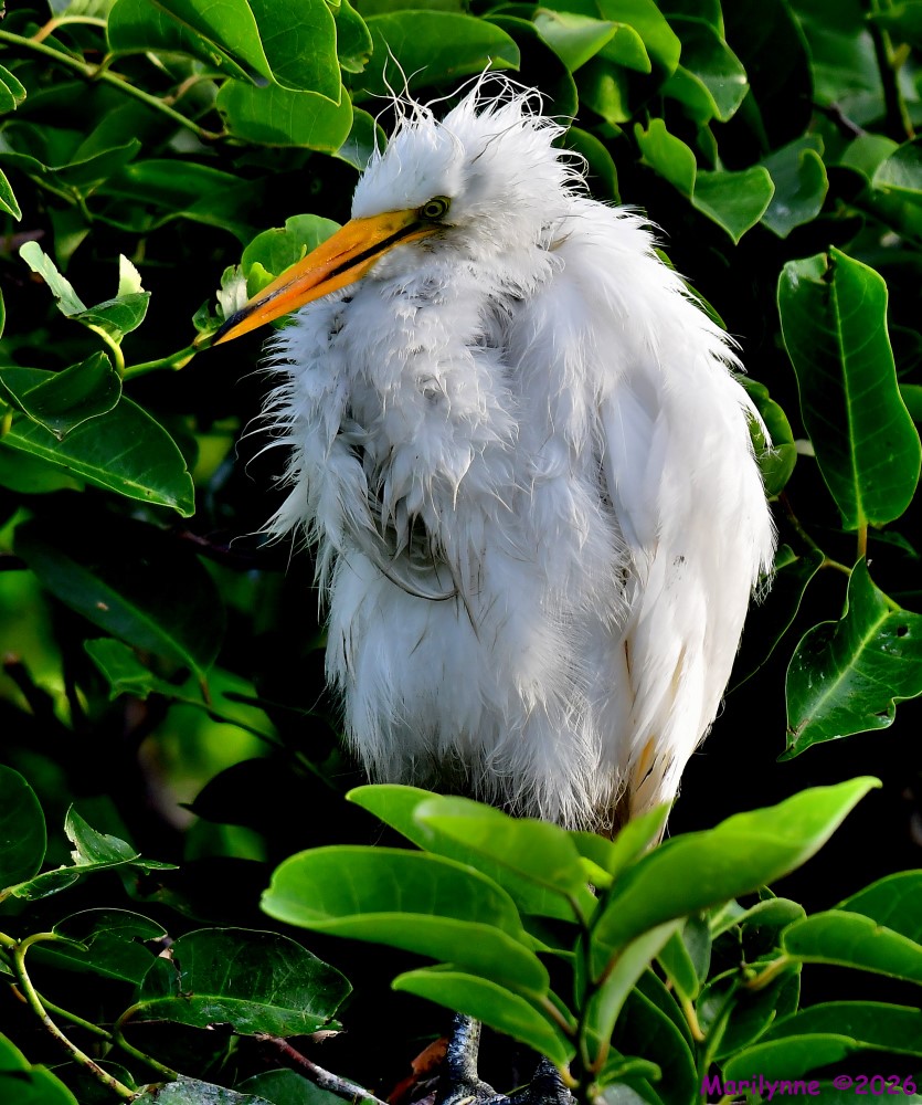 DSC_4496_001.JPG