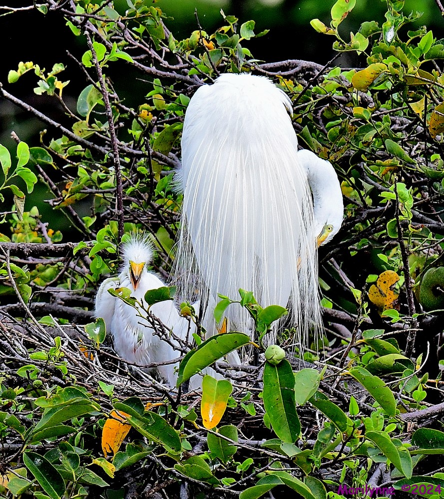 DSC_4506_001.JPG