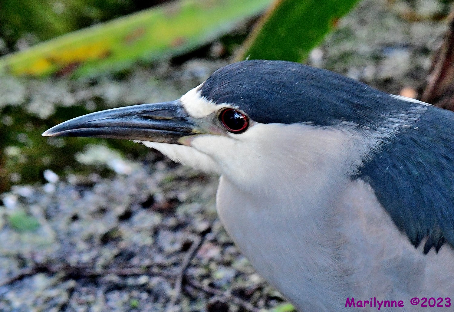 DSC_4507_001.JPG