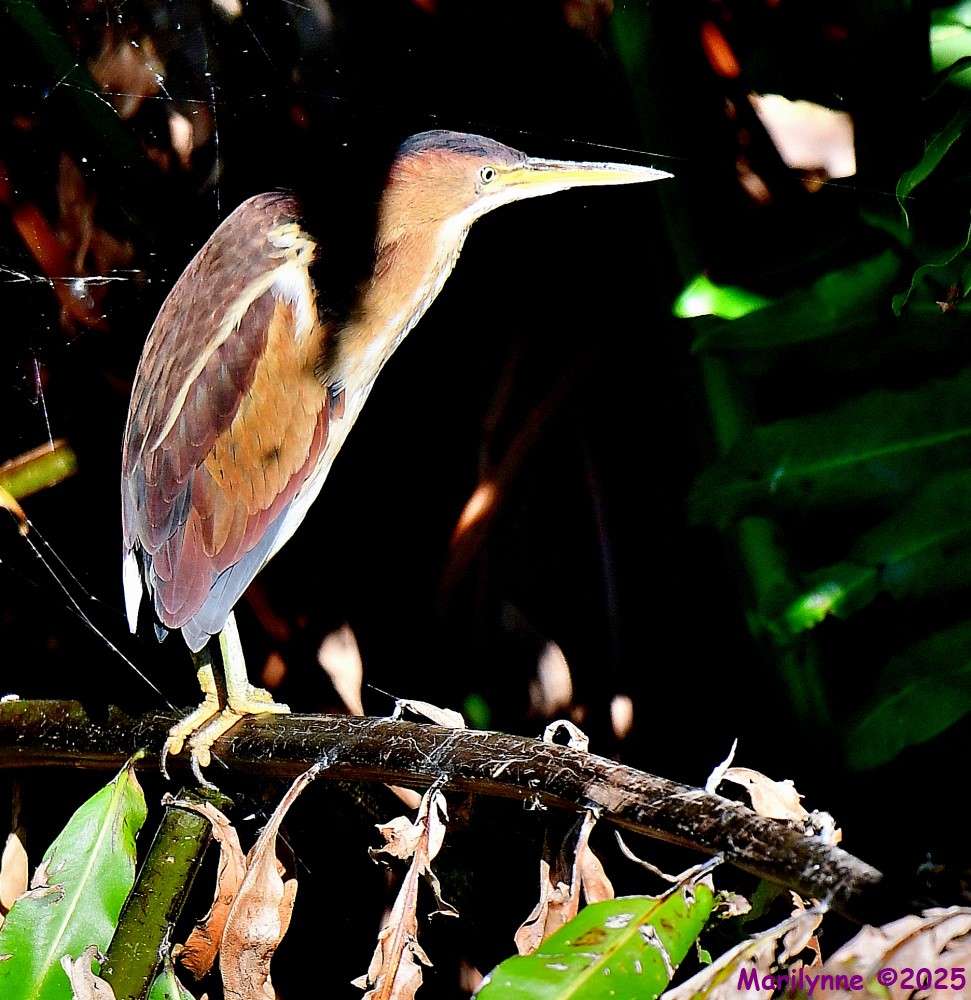 DSC_4507_001.JPG