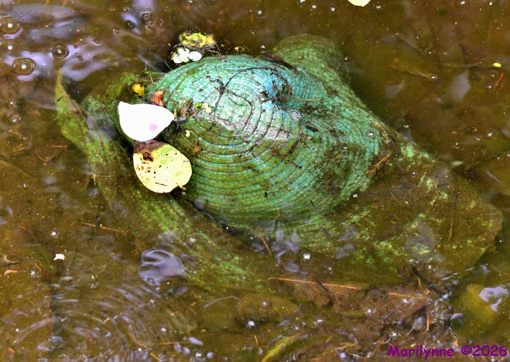 DSC_4507_stitch_001.JPG