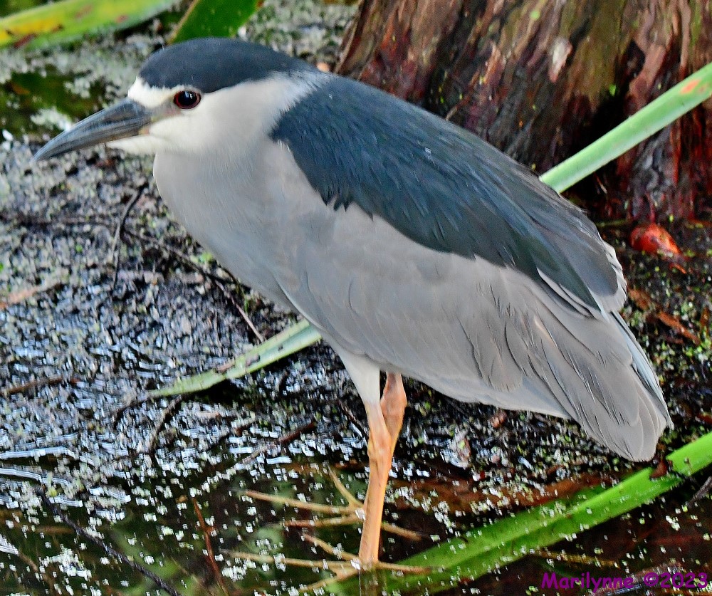 DSC_4508_001.JPG