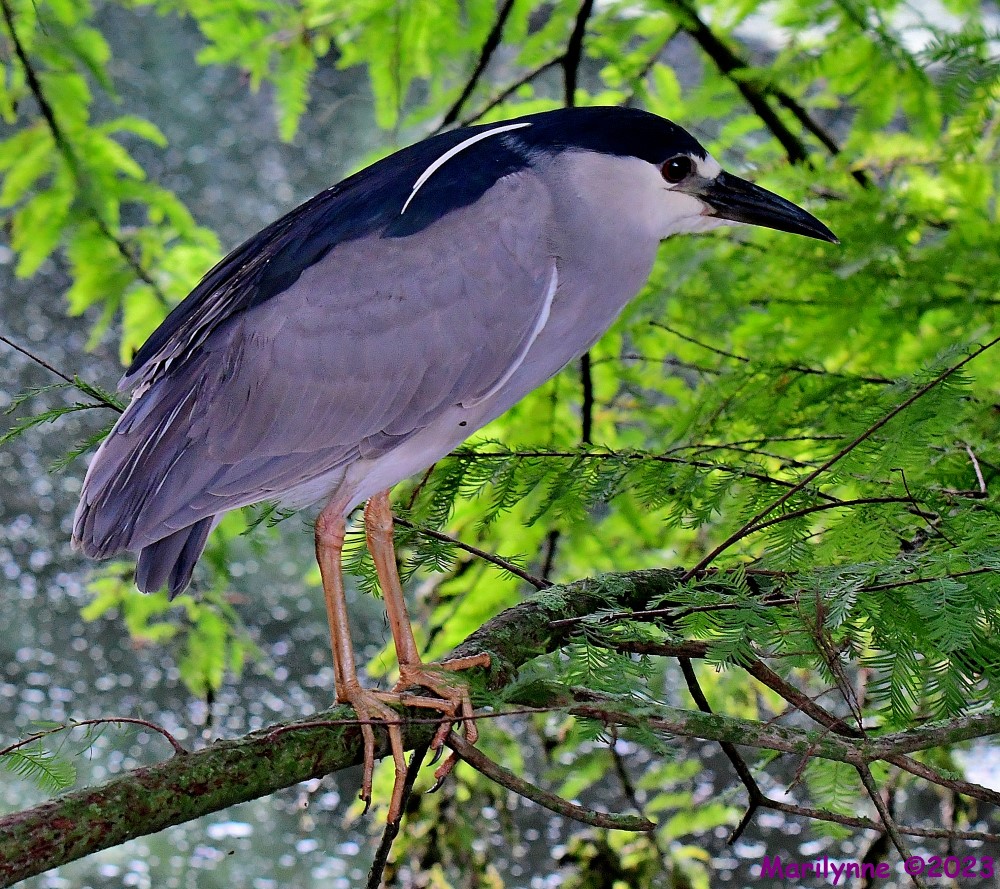 DSC_4510_001.JPG