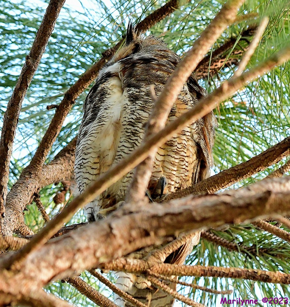 DSC_4511_001.JPG