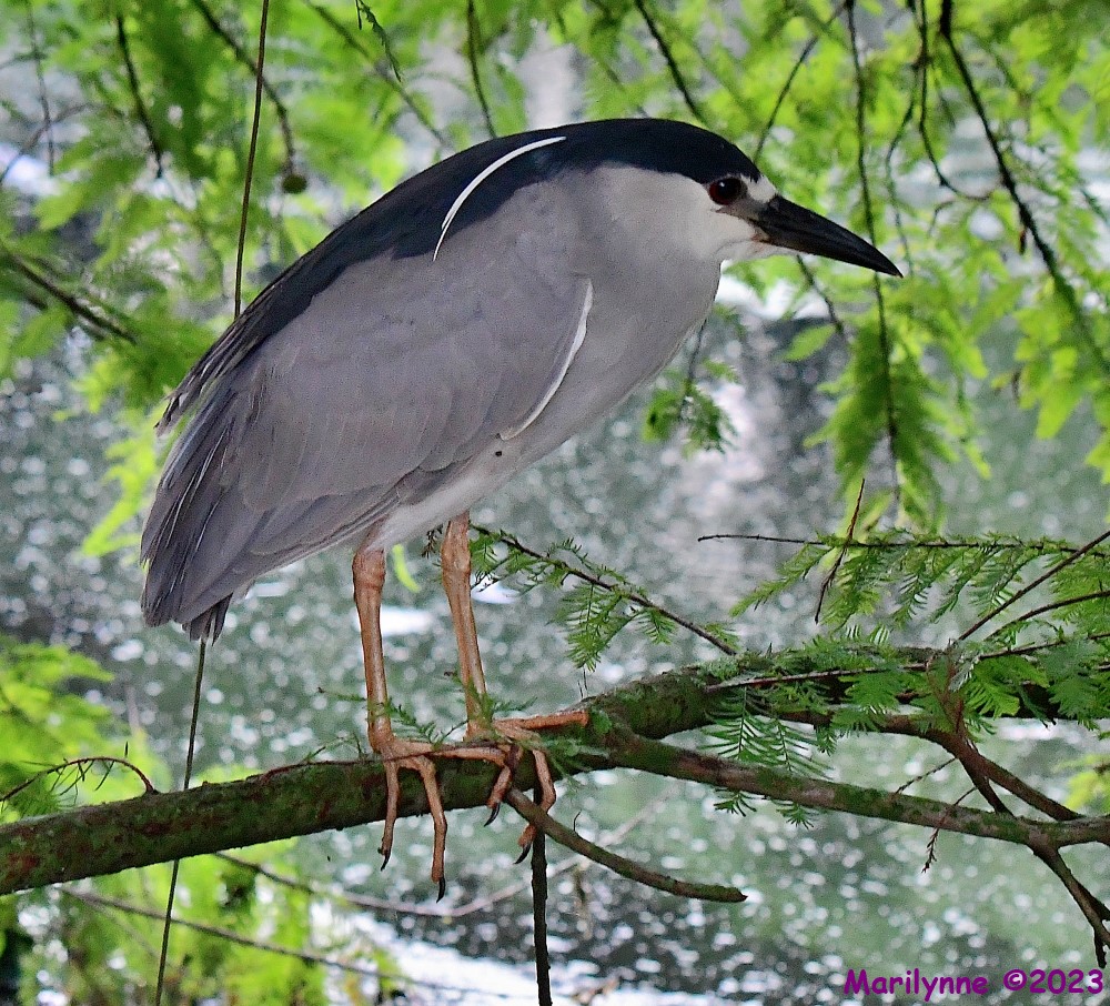 DSC_4512_001.JPG