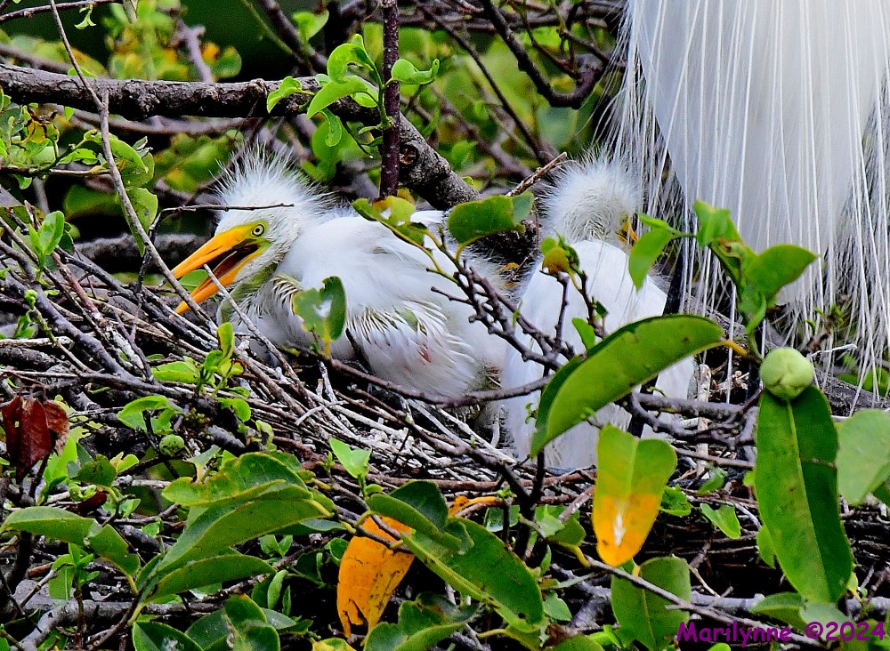 DSC_4512_001.JPG