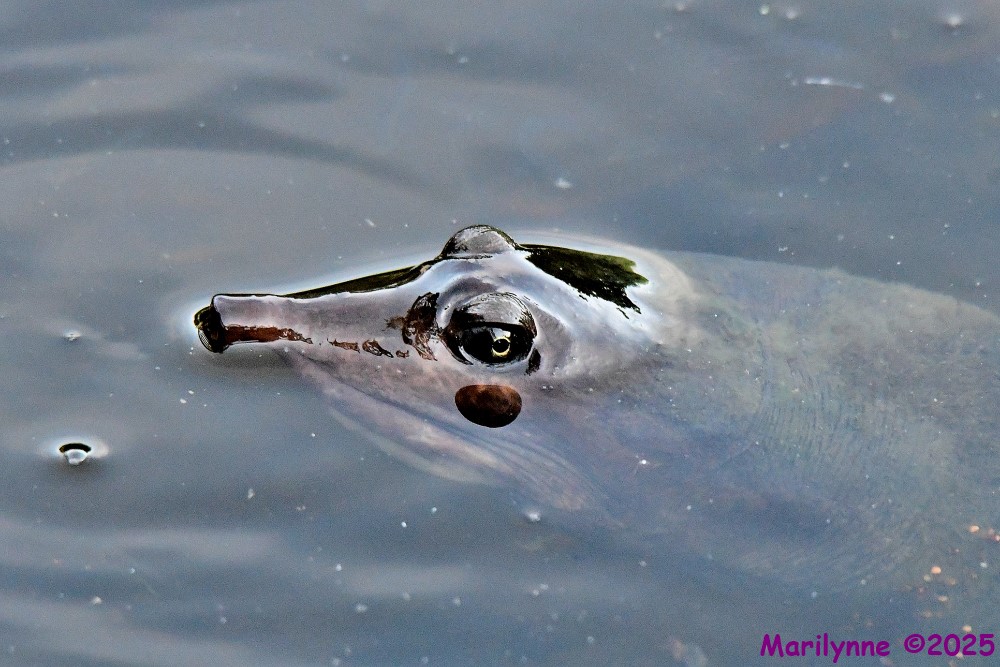 DSC_4513_001.JPG