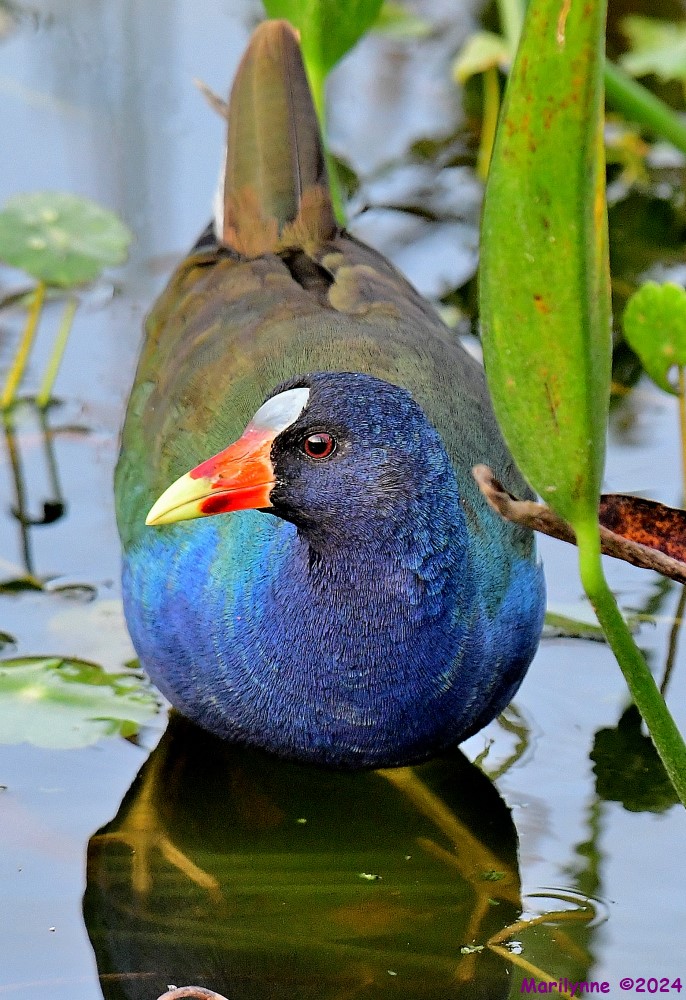 DSC_4514_001.JPG