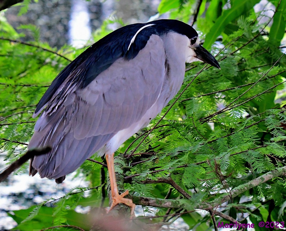 DSC_4515_001.JPG