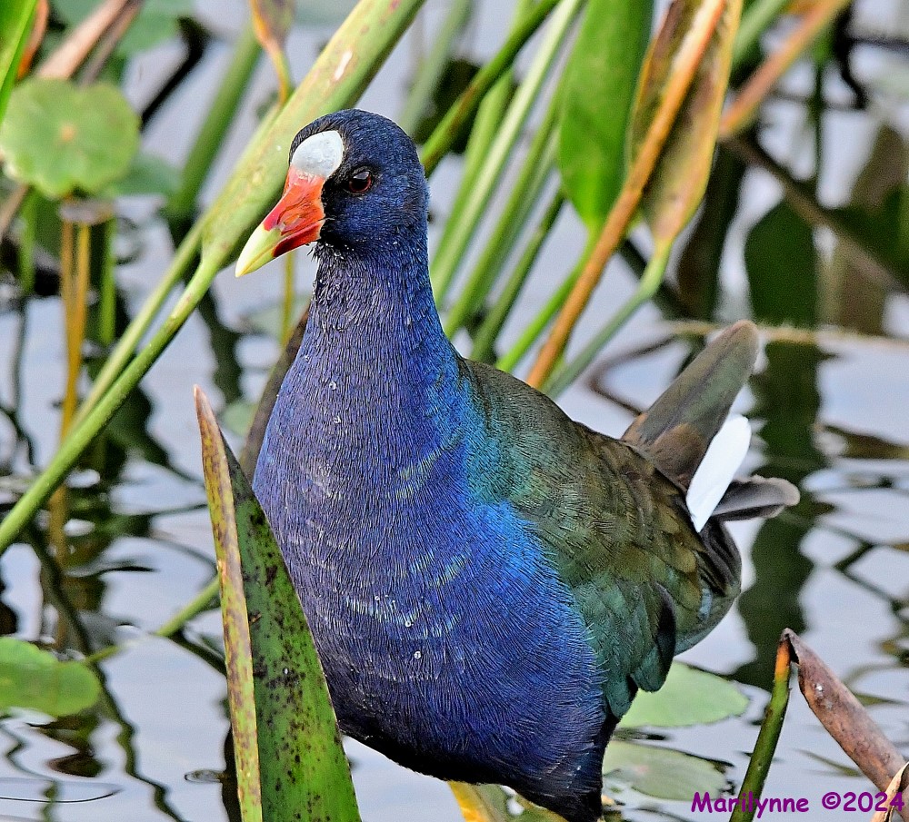 DSC_4516_stitch3_001.JPG