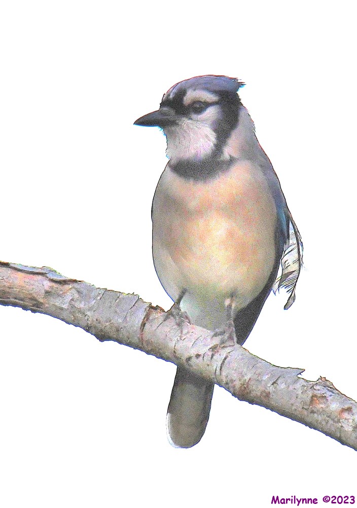 DSC_4518_001.JPG