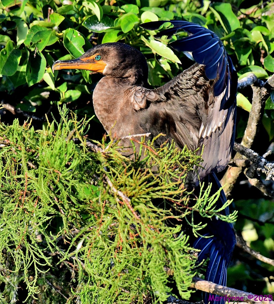 DSC_4520_001.JPG