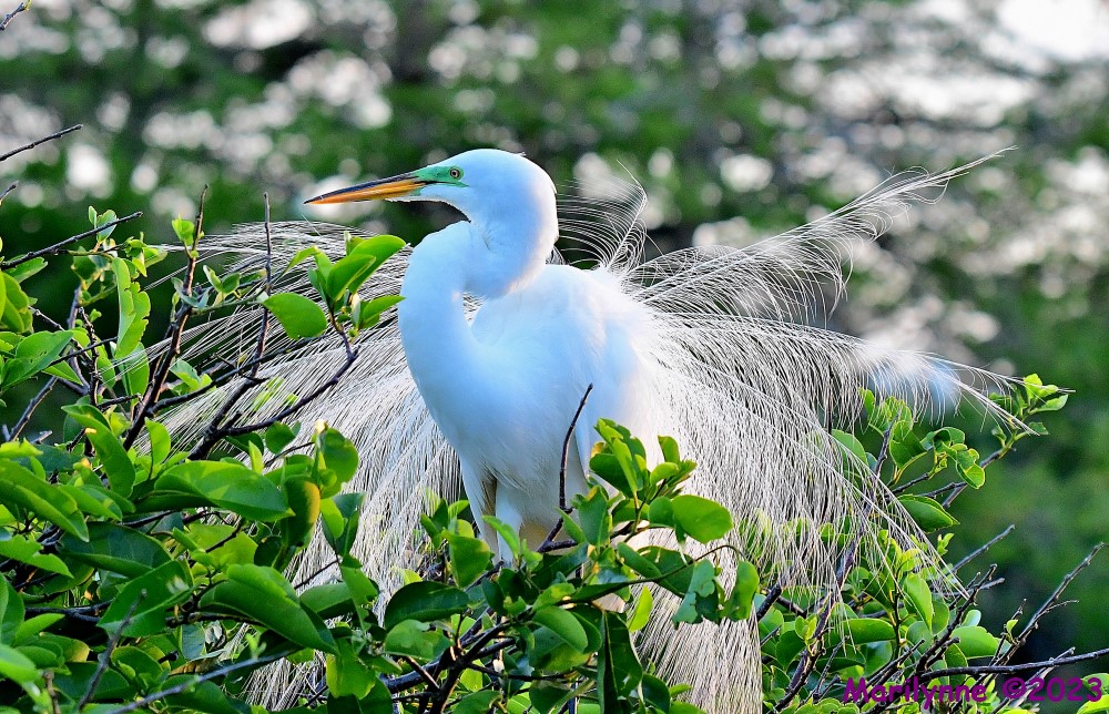 DSC_4522_001.JPG
