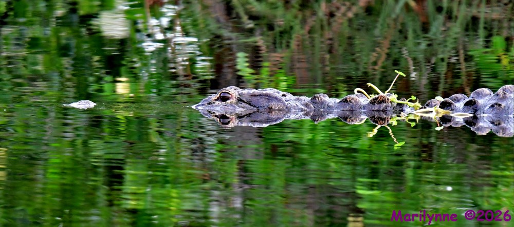 DSC_4523_001.JPG