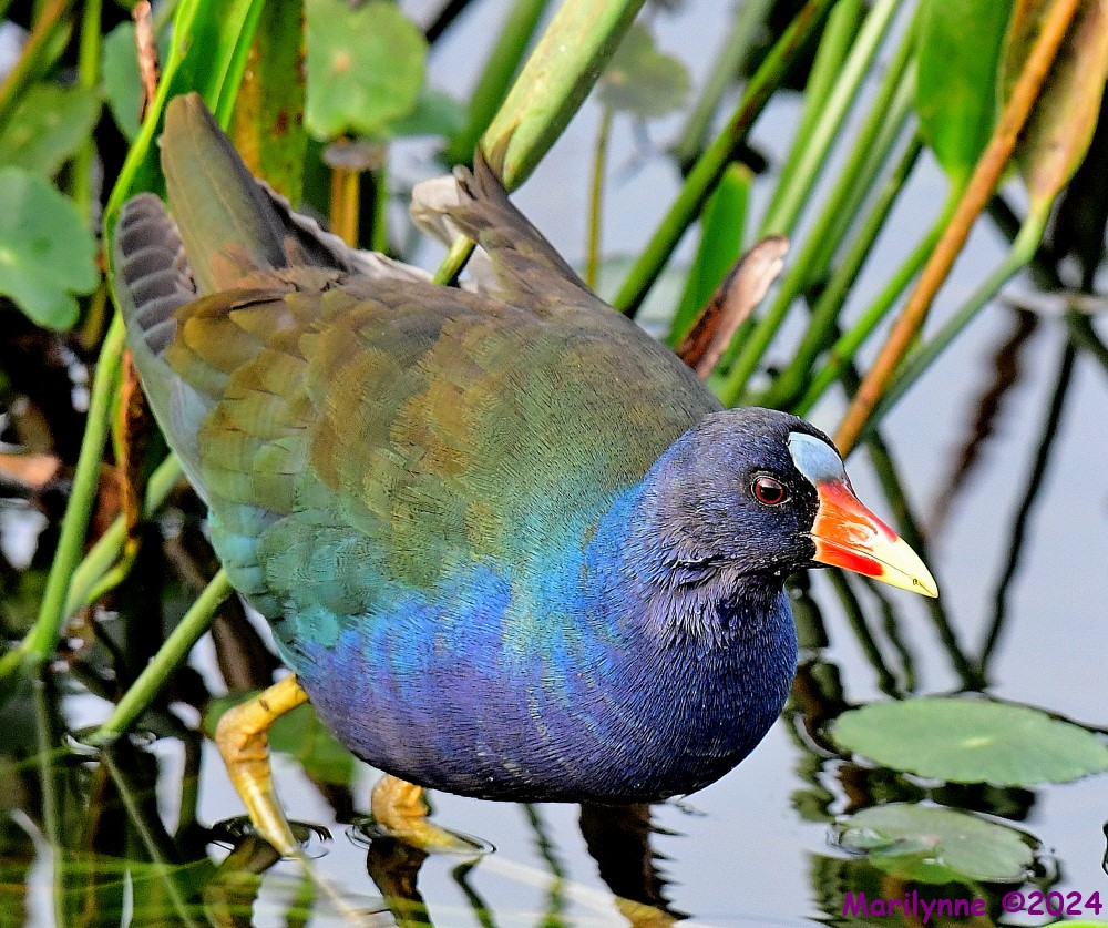 DSC_4525_001.JPG