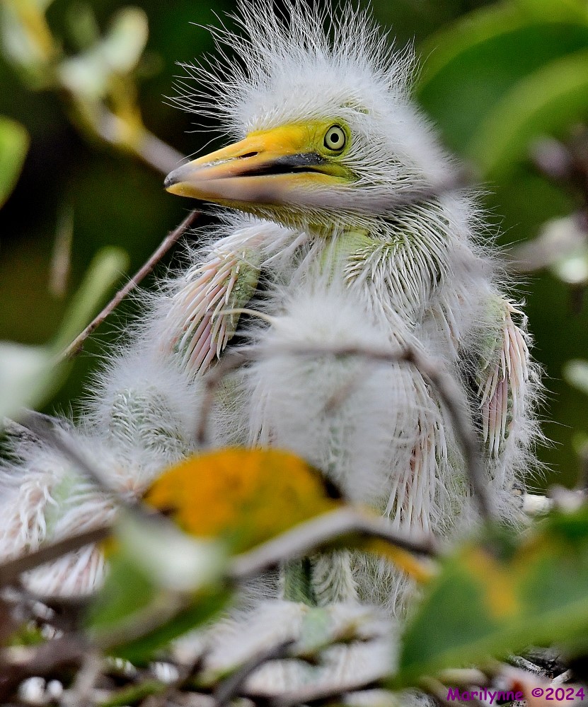 DSC_4525_001.JPG