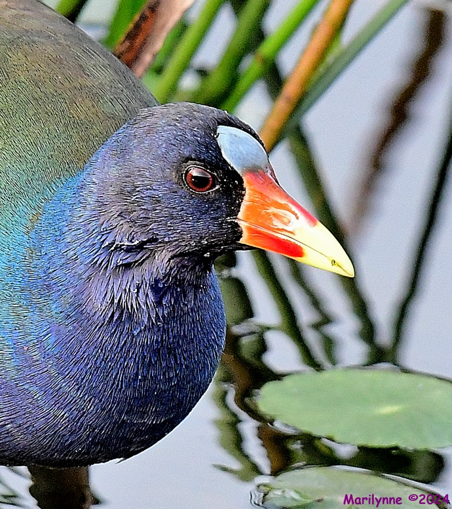 DSC_4526_001.JPG