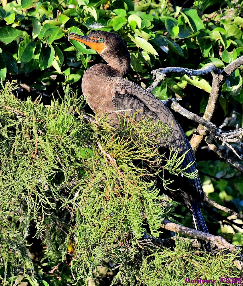 DSC_4526_001.JPG