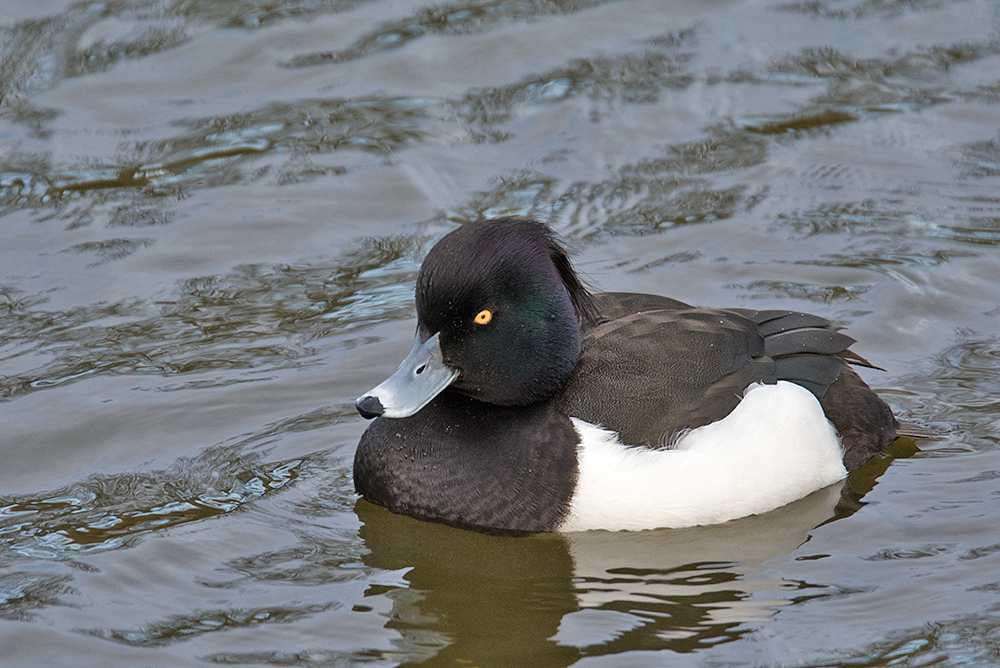 DSC_4527.jpg
