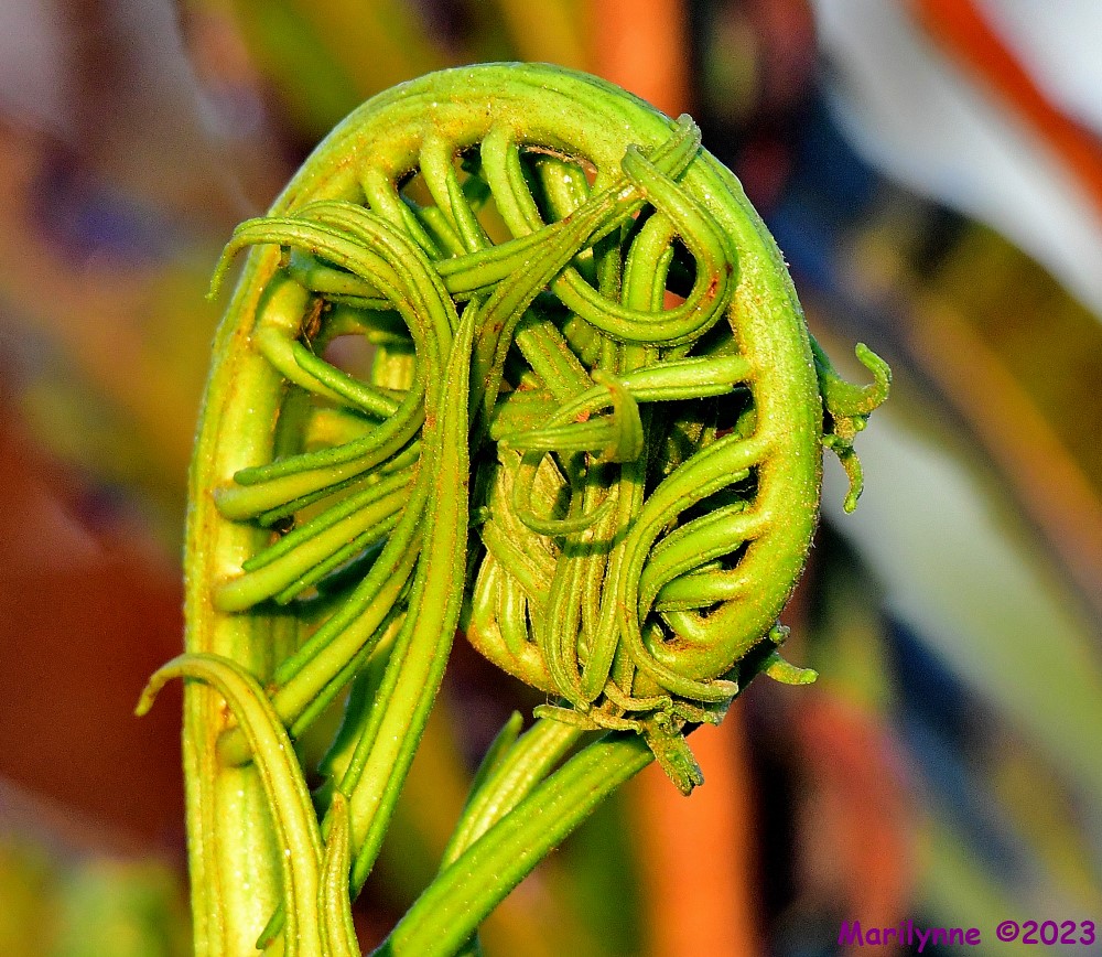 DSC_4527_001.JPG