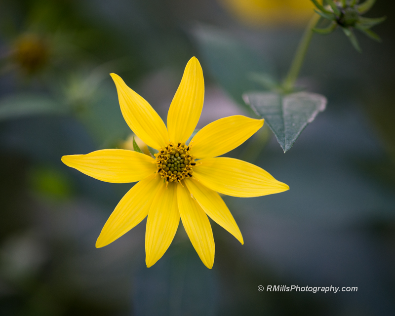 DSC_4527_7255-2.jpg