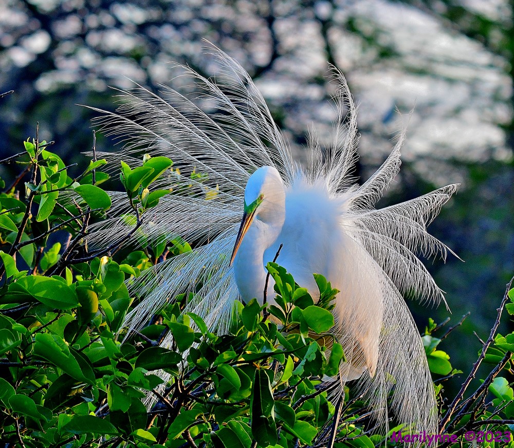 DSC_4528_001.JPG