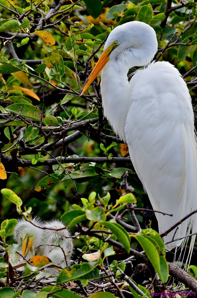 DSC_4528_001.JPG