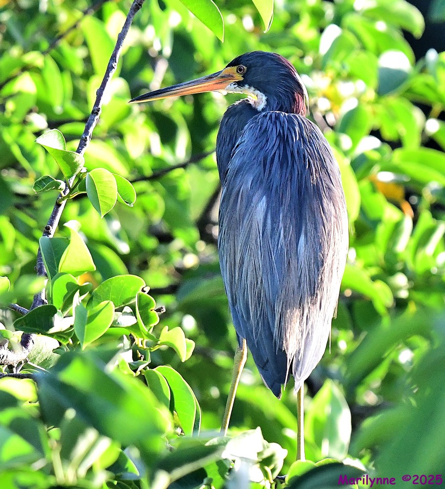 DSC_4528_001.JPG