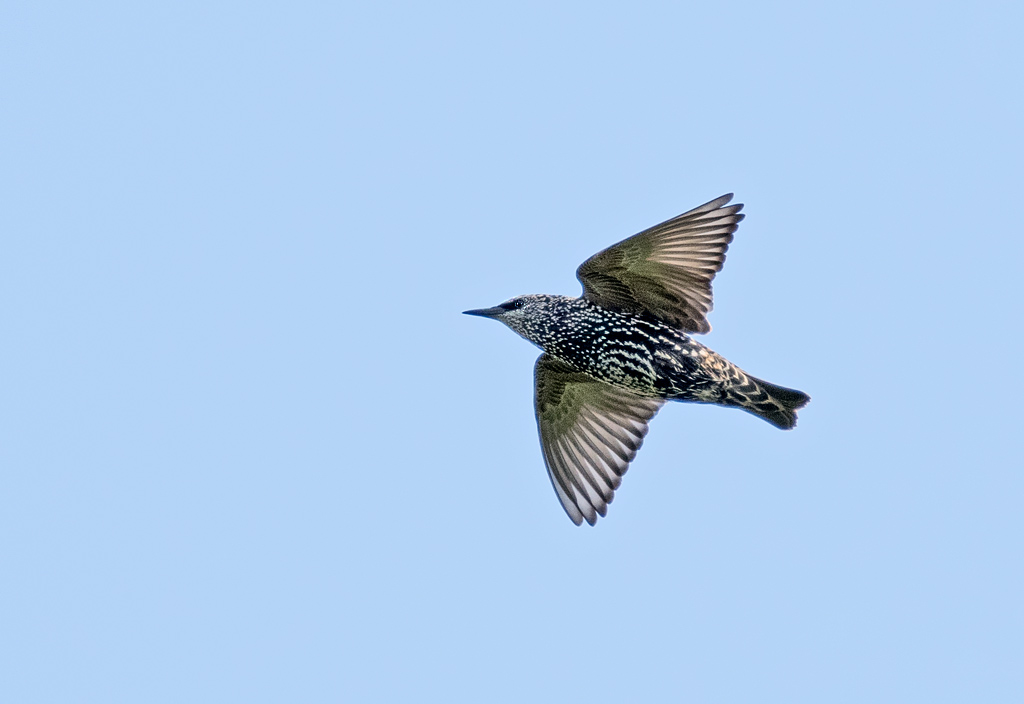 DSC_4532.jpg